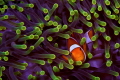   False Clownfish anemone Splendid Host Wakatobi Indonesia  